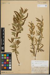 Foto von Salix alba L.